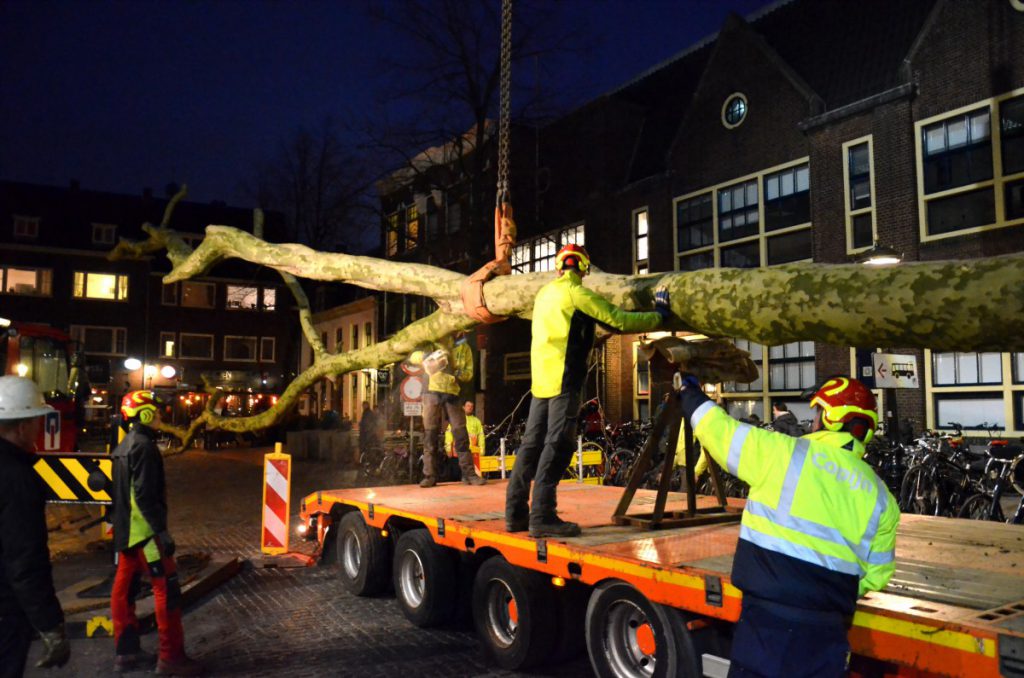 Copijn Boomspecialisten heeft de bomen met de Caterpillar uit de grond gestoken en op een dieplader liggend en vooraf gesnoeid door de binnenstad vervoerd.