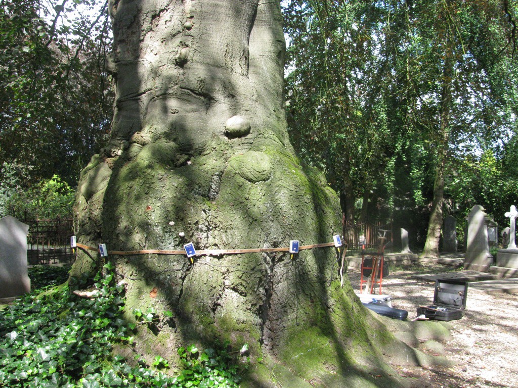 Boomtechnisch onderzoek door Copijn Boomspecialisten omdat de conditie van de boom sterk achteruit is gegaan.