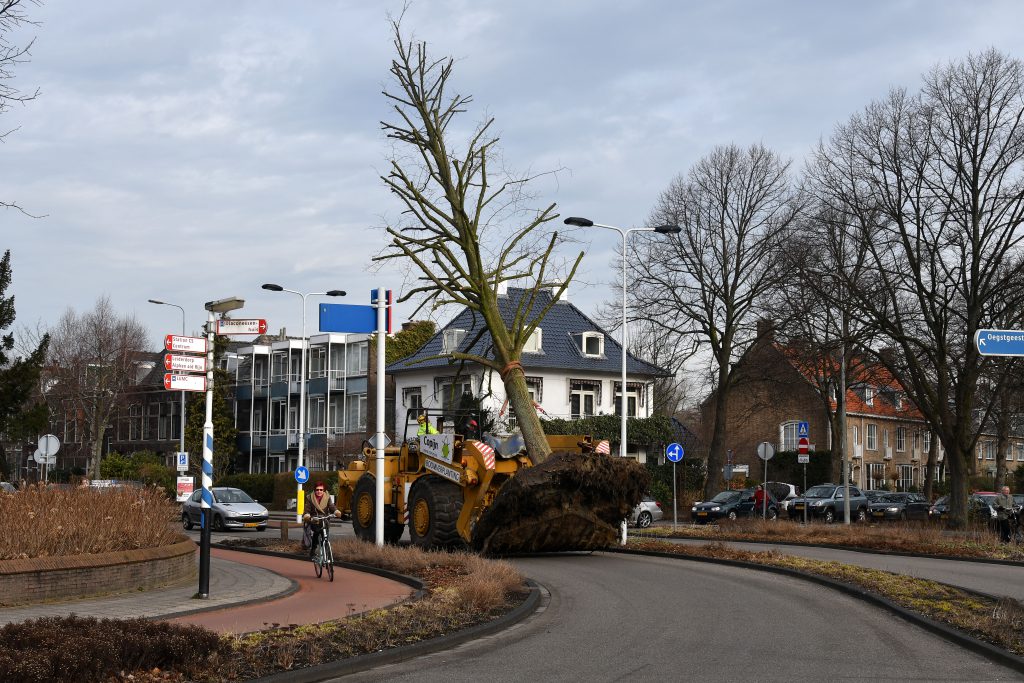 Boomverplanting Leiden Copijn
