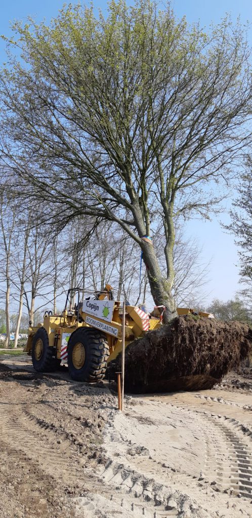 Boomverplanting Floriade 2022