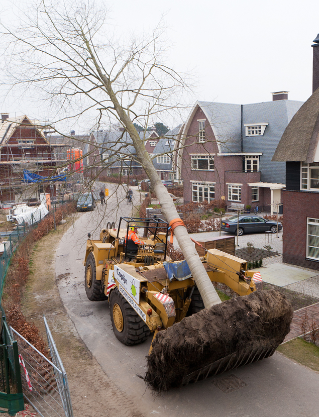 Boomverplanting Copijn