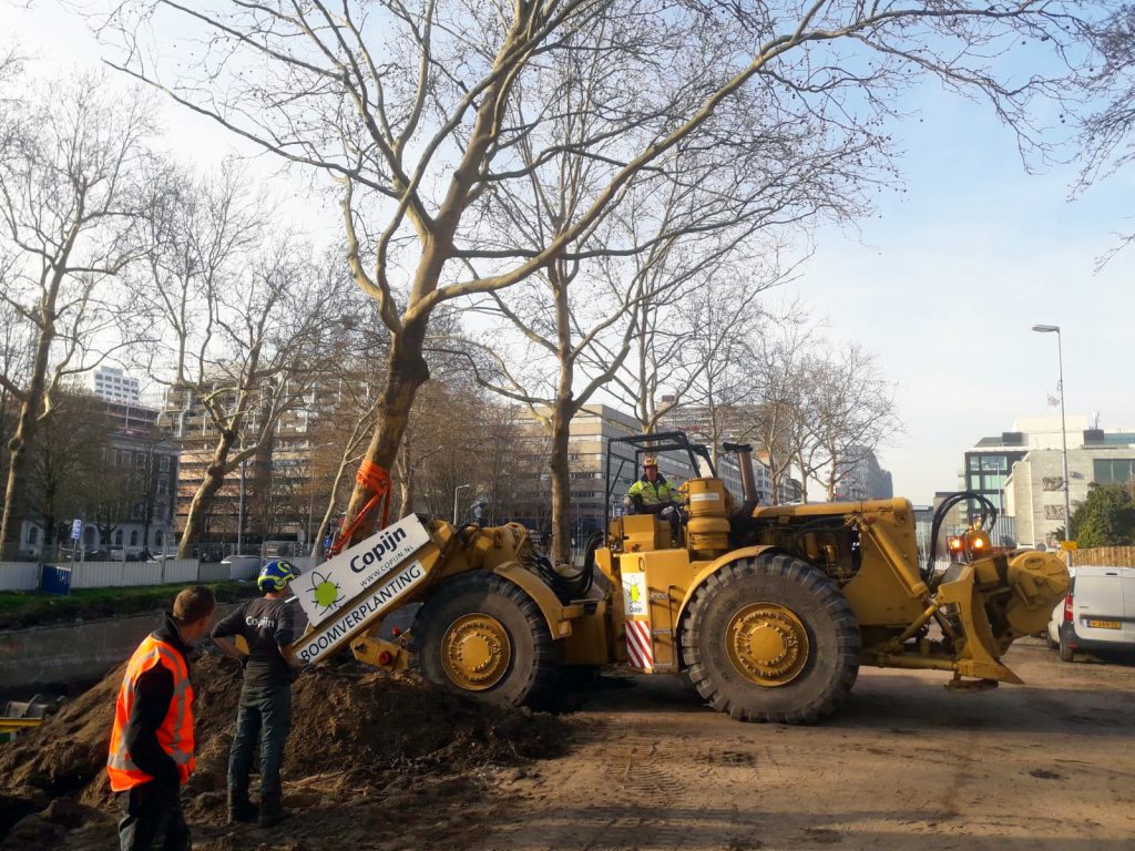 Boomverplanting Catherijnesingel Utrecht Copijn